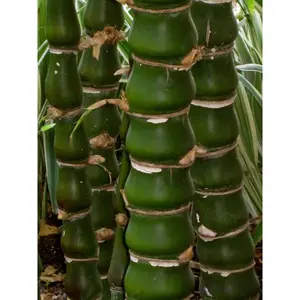 Green River 50 Buddha Belly Bamboo Seeds - Exotic Bamboo Plant Seeds, Flower Seed Pack, Perennial Flower Garden Feature, Unique Trunk Shapes, Decorative Outdoor Accent, Low Maintenance Garden Texture, Bonsai-Friendly, Symbolic Planting Option