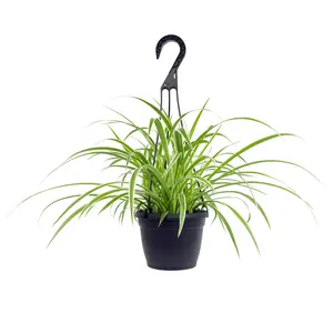Spider Plant Hanging Basket: Pet Friendly Live Plant - (6” Pot) – Easy Plants for Beginners – Chlorophytum Comosum - Popular Air Purifying Houseplants & Indoor Plants – Non-toxic