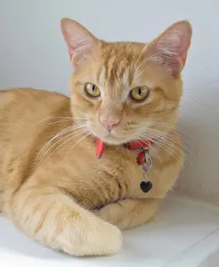 Black Obsidian Heart Pet Collar Charm – Natural Stone Pet Accessory for Dogs & Cats