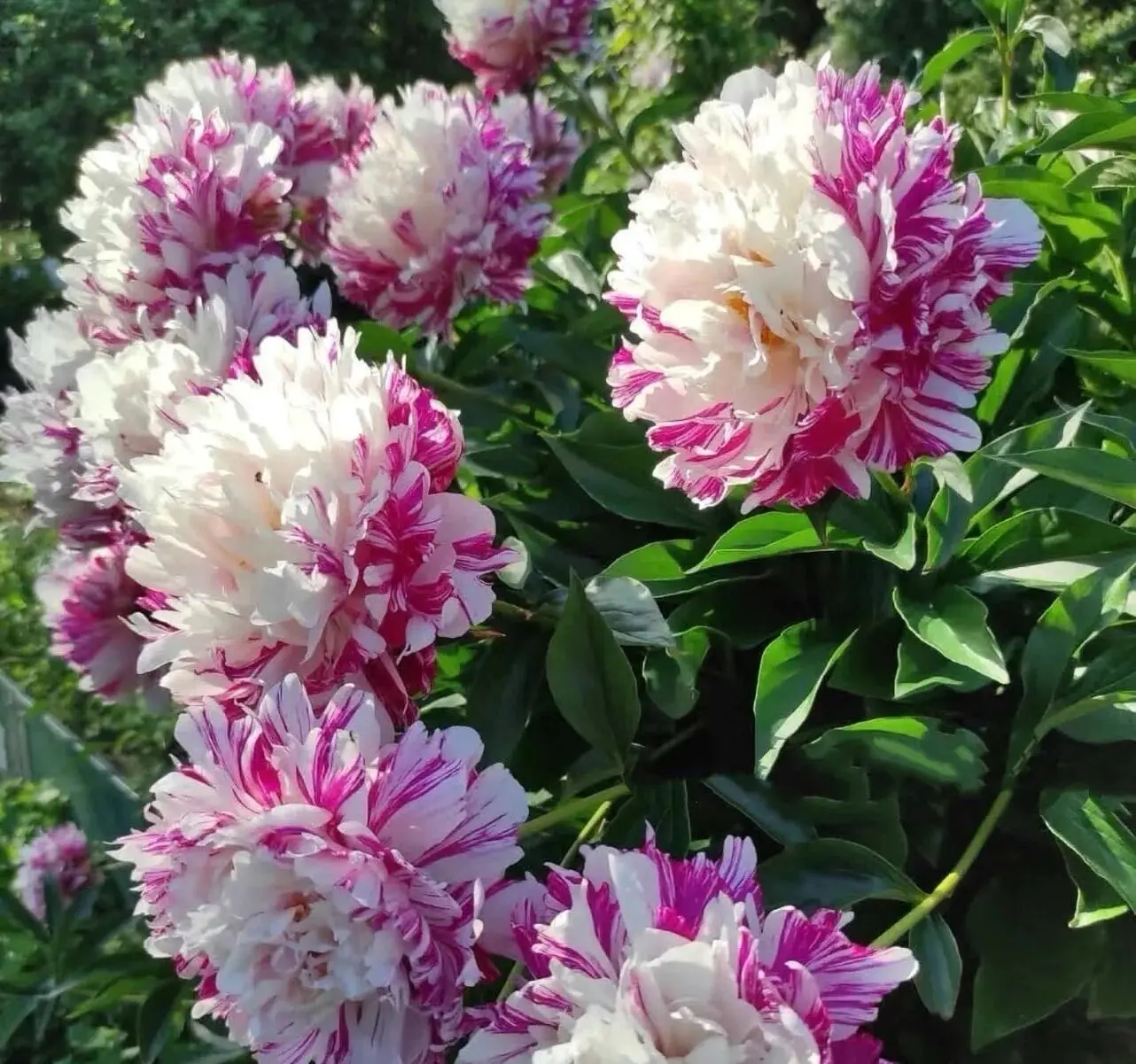 Mixed-Color Peony Root Tubers with Buds, Home Gardening & Courtyard Flower Bulbs for Outdoor/Indoor Planting