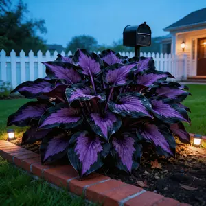 Hosta Seeds Perennial Shade Plant for Garden and Yard Non-GMO USA Made with Instructions for Easy Care and Versatile Growth