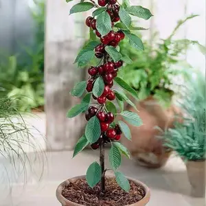 Cherry live plant – a compact fruit tree suitable for gardens and pots | Fast-growing | Easy to grow, rich in vitamins