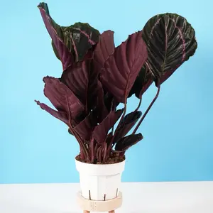 Calathea Dottie - 6” Pot