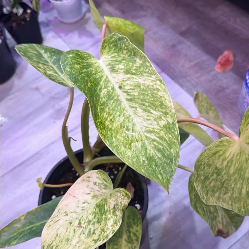 Philodendron painted lady