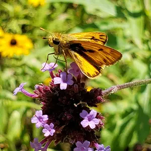 Print of Skipper Butterfly