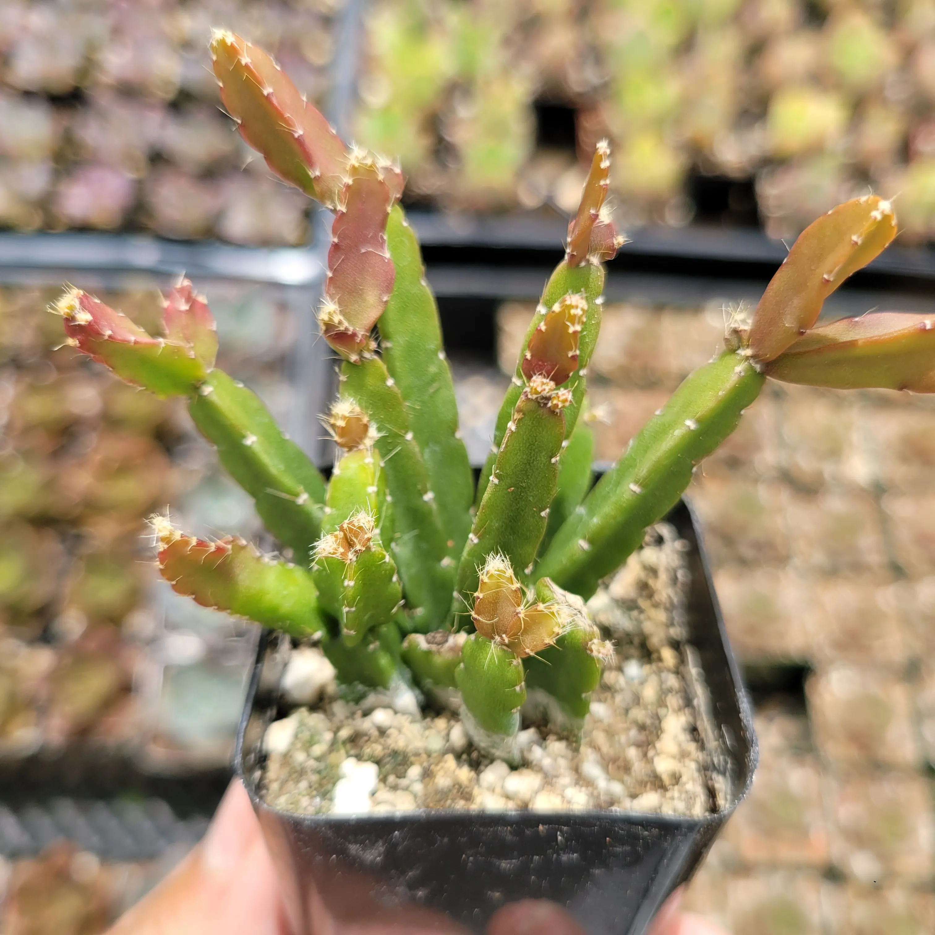 Rhipsalis Cereoides Rhipsalis Cereoides