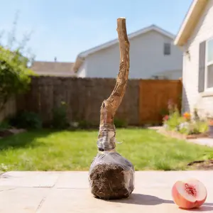 (LZ#FF) Sweet Peach Tree Live Sapling, Hardy Perennial Fruit Tree for Backyard & Courtyard Planting, Easy-Care Deciduous Fruit Shrub for Large Container Cultivation, Nice Garden Addition for Home Growers & Fruit Plant Enthusiasts