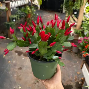 Spring cactus 6 inch pot choose your color of flower