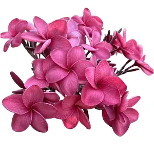 Green River 10 Cool Aid Plumeria Seeds - Flower Seed Pack, Waxy Tropical Blooms, Premium Perennial Plant Seeds for Garden Décor and Hawaiian Leis