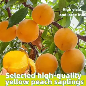High-quality yellow peach seedlings that are easy to grow and require no maintenance. The fruit is sweet and inviting. Whether you are a novice gardener or an experienced gardener, you can grow high-quality yellow peaches.