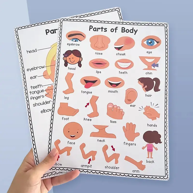 Children Body Parts Poster, Early Education Teaching Aid, English Word Learning Chart, Educational Toy for Kids, Visual Learning Tools, Home Schooling Resource, Teaching Supplies, Preschool Learning Materials, Learning Materials