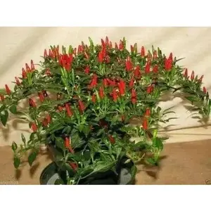 Thai Sun Hot Pepper -10 Seeds,Capsicum annuum, ASIAN VEGETABLE