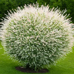 4 Dappled Willow Cuttings to Grow - Stunnning Tricolor Leafs - Salix Integra 'Hakuro Nishiki' - Grow 4 Dappled Willow Bushes