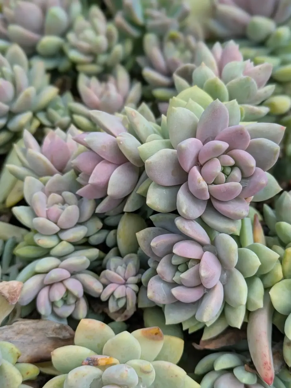 Sedeveria Lilac Mist Succulent, Colorful Live Plant, DIY Garden
