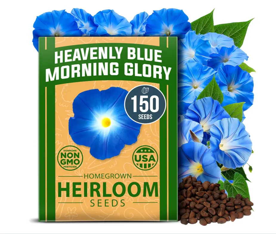 HOME GROWN Heavenly Blue Morning Glory - 150 Heirloom Seeds for Planting, Ideal for a Flower Garden that Attracts Pollinators and Birds (Ipomoea Tricolor)