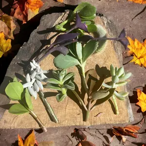 SUCCULENT Cutting 10 piece