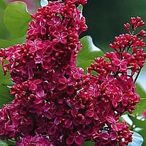 25 Red Lilac Seeds, Syringa Vulgaris Seeds,  Tree Fragrant Perennial Flower Flowers Seed for Planting Perennial Potted Plant Shrub Seeds