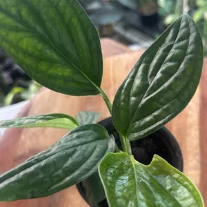 Monstera Peru Tropical Houseplant