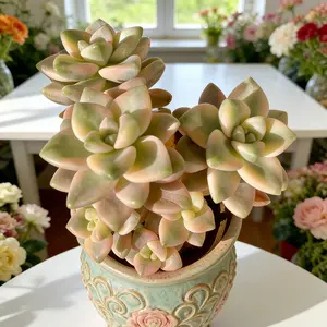 Rare Variegated Graptoveria Paraguayense | Easy Care Live Succulent | Bare Root #Succulent #PlantTok #RarePlants #IndoorPlants #HomeDecor