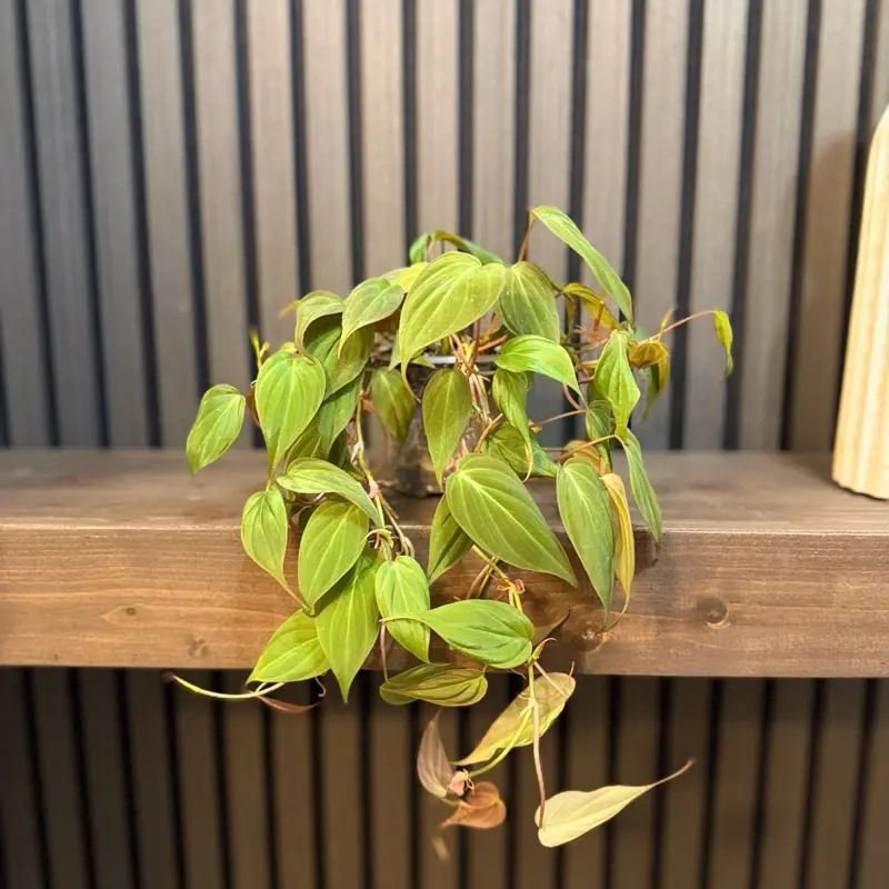 Philodendron Micans 4” pot - Chunky soil and clear pot included
