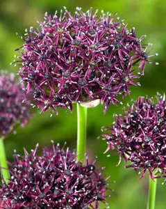 10 Allium atropurpureum Bulbs for Planting - Easy to Grow, Great for Garden or Container - Allium Atropurpureum