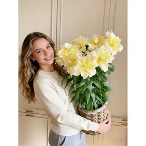 Scented lily bulbs grow quickly and are rich in flowers, suitable for balconies, terraces, gardens