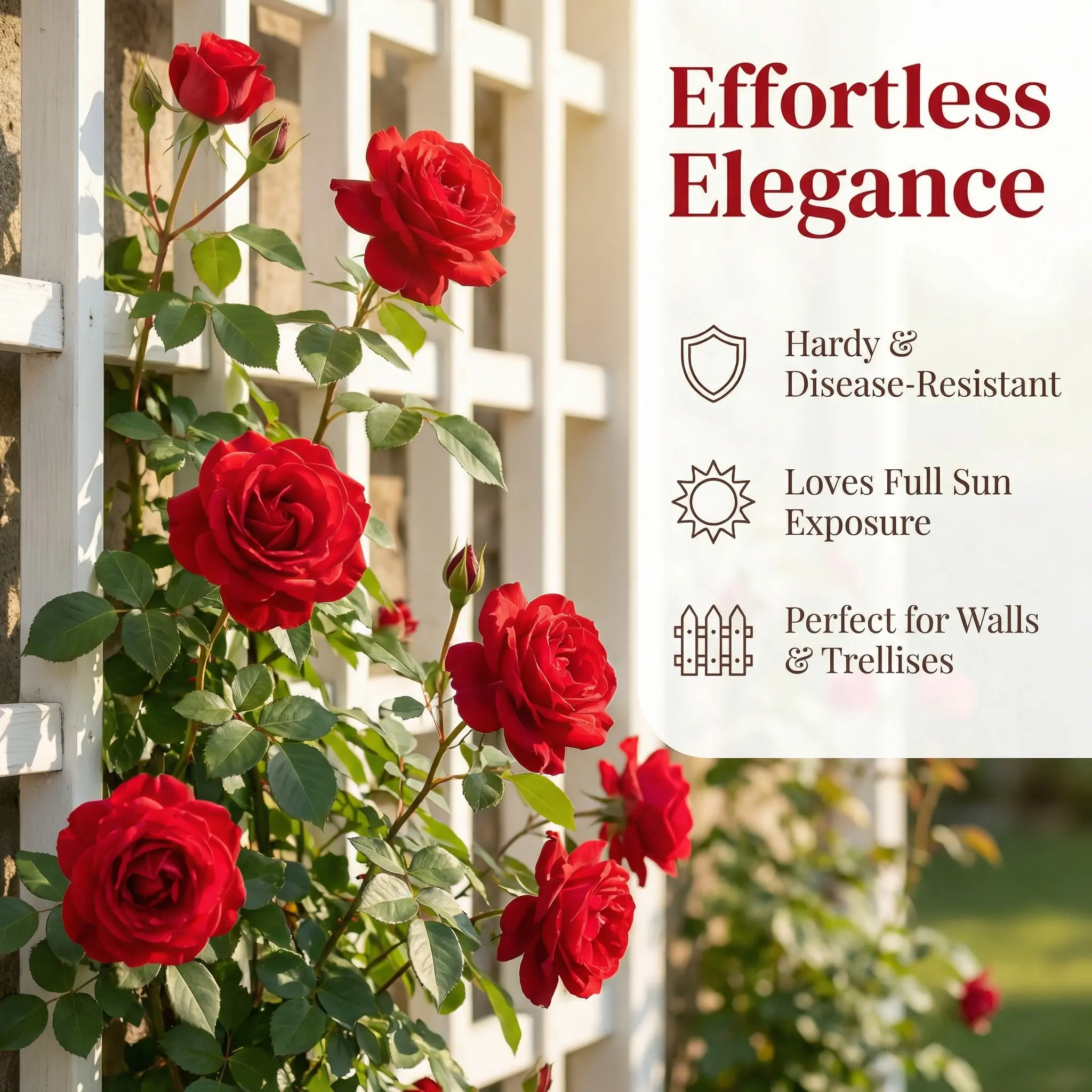 Live Rose Plant Seedling – Fragrant Flowering Rose Bush for Outdoor Garden & Yard – Easy to Grow Perennial Landscaping Plant, Vibrant Blooms for Patio, Lawn & Garden Decor Live Rose Plant Seedling – Fragrant Flowering Rose Bush for Outdoor Garden & Yard – Easy to Grow Perennial Landscaping Plant, Vibrant Blooms for Patio, Lawn & Garden Decor