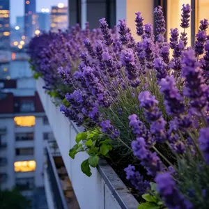 200 Lavender Seeds for Planting – Heirloom Variety with Strong Aroma, Hardy Growth & Long Bloom Season – Perfect for Home Gardens – Seeds Only