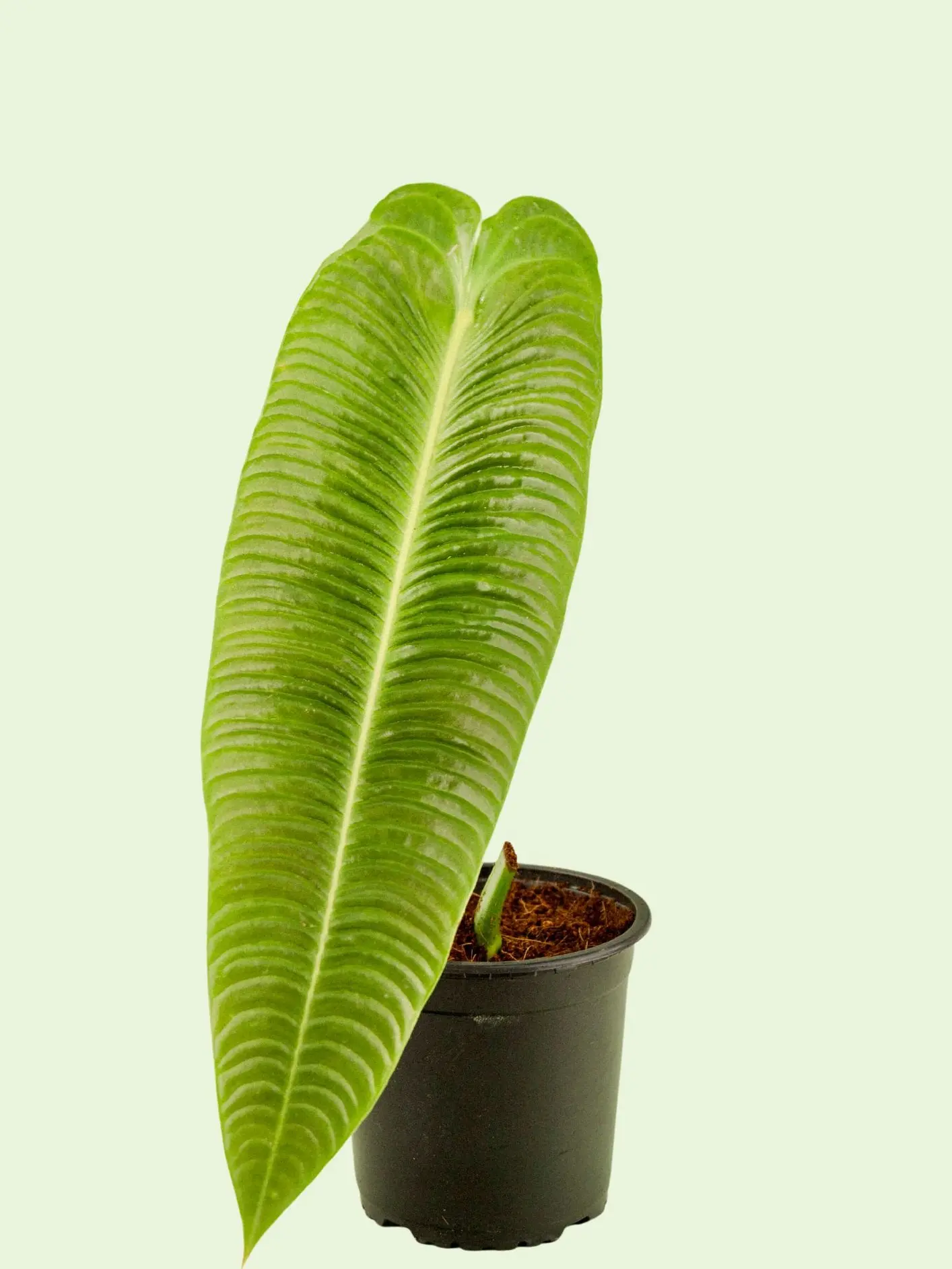 Anthurium Veitchii