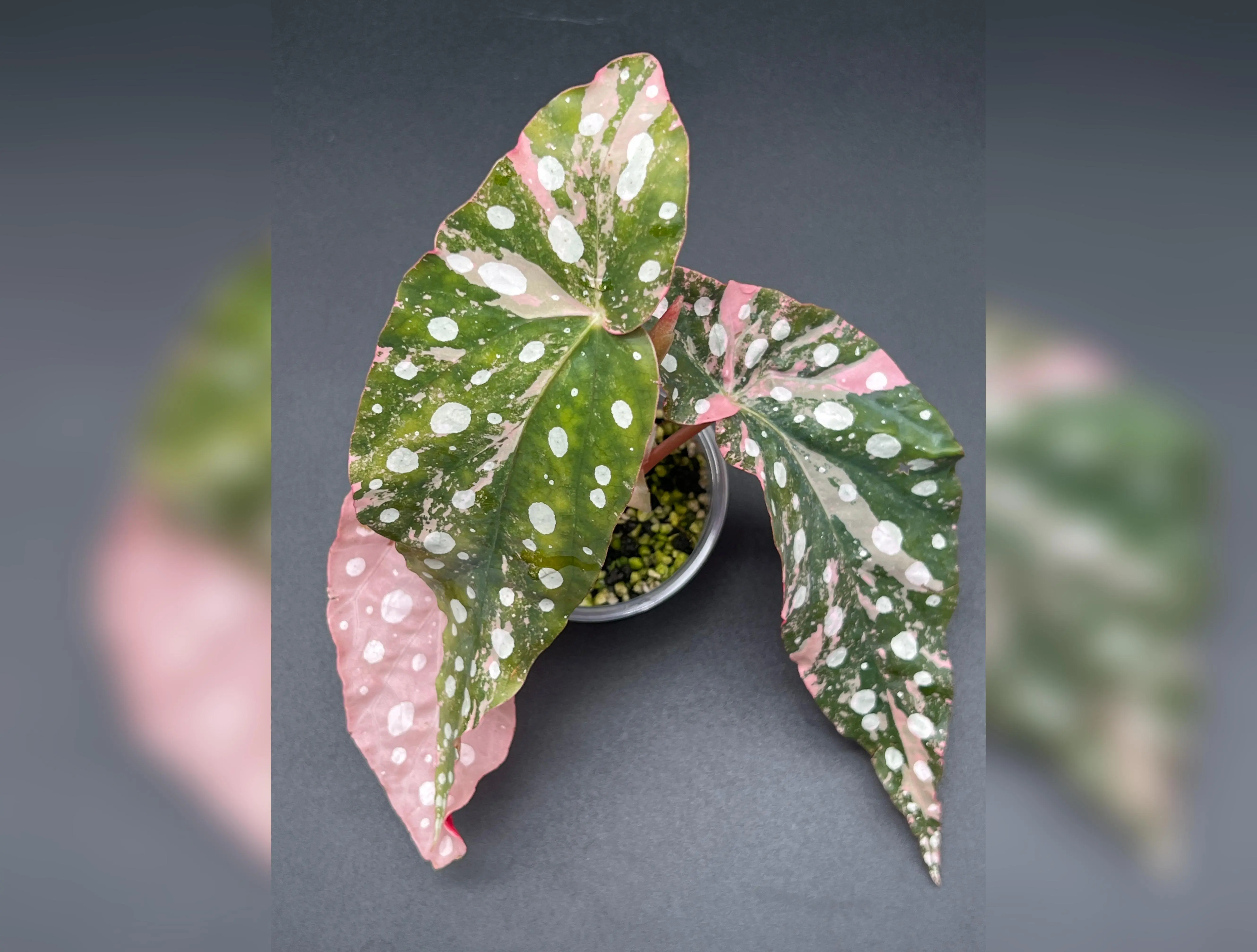 Begonia Maculata Pink Variegated