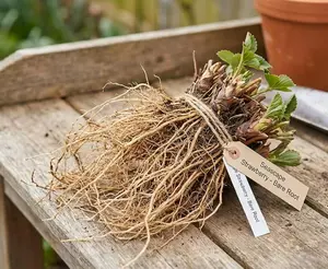 12 Seascape Strawberry Roots – Everbearing Strawberry Runners – Sweet, Large Red Berries – Cold Hardy, High Yield Strawberry for Home Gardens