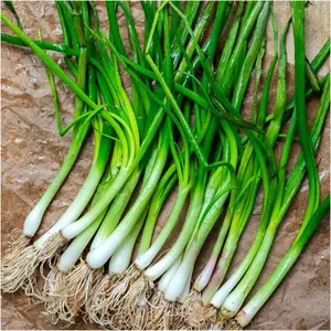 Nebuka Evergreen Bunching Onion Open-Pollinated Seeds (Allium fistulosum) Mild, non-bulbing scallions for nonstop cut-and-come-again harvests