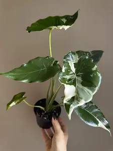 Alocasia Odora ‘Okinawa Silver’