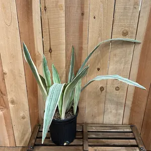 (C) Sansevieria / ‘Sayuri’ 4 Inch Plant Pot