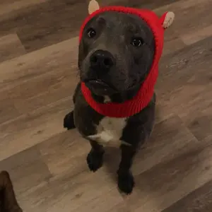 Dog Silent Ear Muffs, 1 Pc Noise-Protection Ear Covers, Large Dog Knitted Ear Hat, Fabric Clothing Pet Supplies