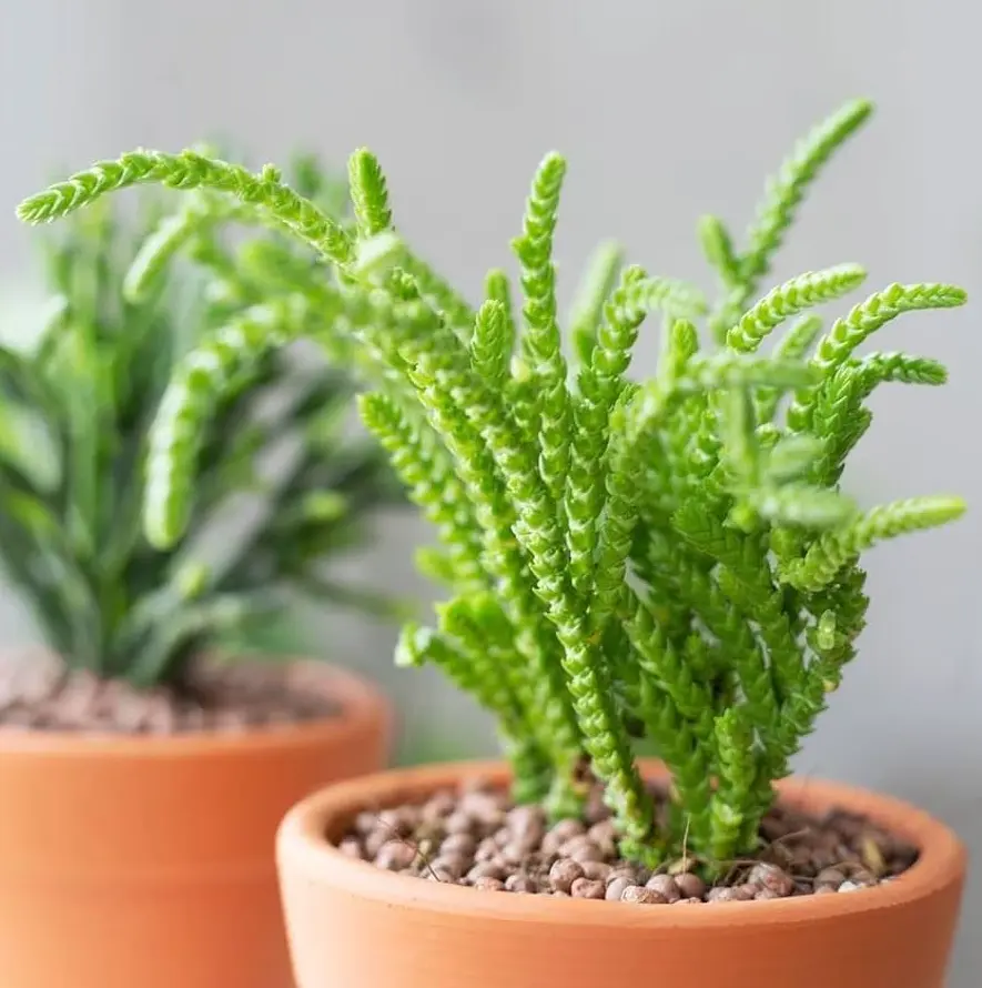 Giant Watch Chain - Crassula Perforata Giant Form - Live Succulent in 4" Pot