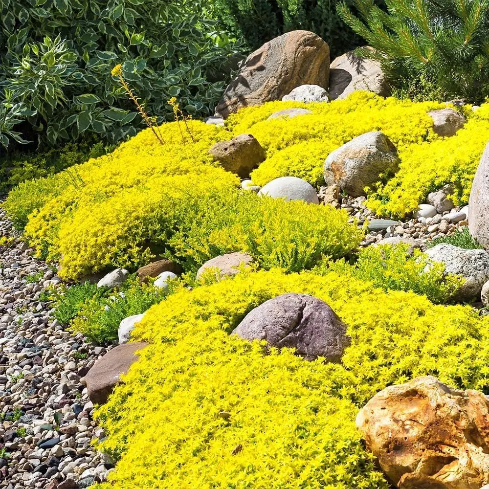 Mix Creeping Thyme Seed – Mixed Color Varieties Blue, Purple, Red ...