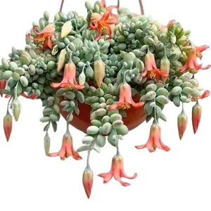 Cotyledon Pendens Cliff Hanger Rare Available in 2,4,6,8 inch pots