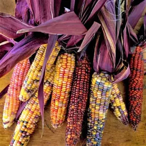 TomorrowSeeds - Seneca Red Stalker Ornamental Corn Seeds -  Purple-Red Husk Dent Rainbow Multicolor Indian Maize Glass Gem Vegetable Seed 2024