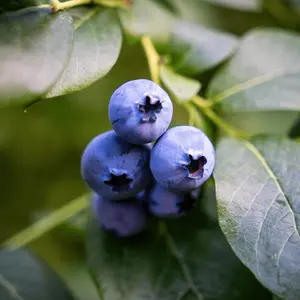 Bluejay Blueberry Plant (1 Liter Container) | Northern Highbush Variety | Mid-Season | High Yield & Vibrant Color | Hand Picked Nursery