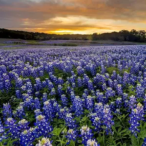 500 Seeds Annual Lupinus Texas Bluebonnet Wild Flower Seeds for Planting