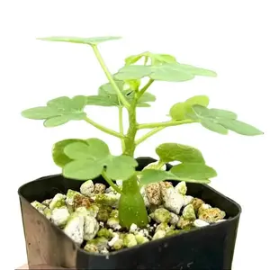 Adenia Glauca – Rare Caudex Succulent - Unique Houseplant -Climbing Plant– Live Plant in 3.5" Pot