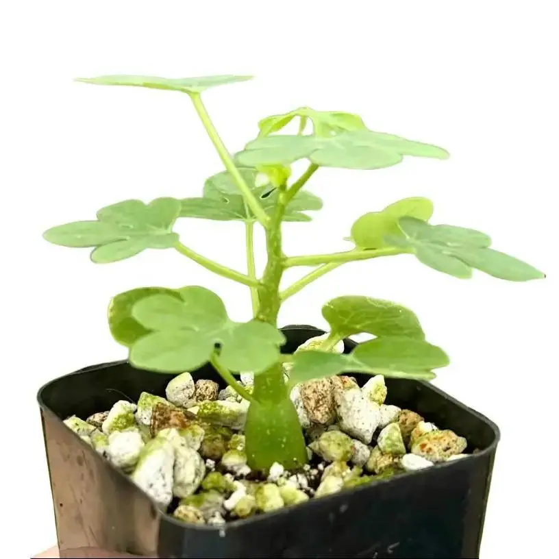 Adenia Glauca – Rare Caudex Succulent - Unique Houseplant -Climbing Plant– Live Plant in 3.5" Pot
