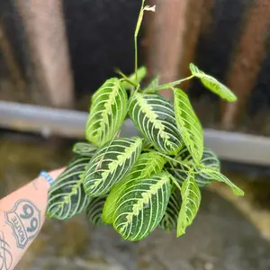 4” Lemon Lime Maranta, Prayer Plant