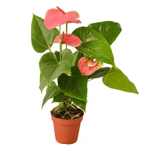 House Plant 4-ANTHURIUM-PINK Pink Anthurium Plant in 4 in. Pot House Plant 4-ANTHURIUM-PINK Pink Anthurium Plant in 4 in. Pot