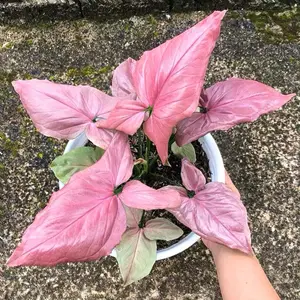 Syngonium Pink Neon in 2’’ Pot Live Houseplants