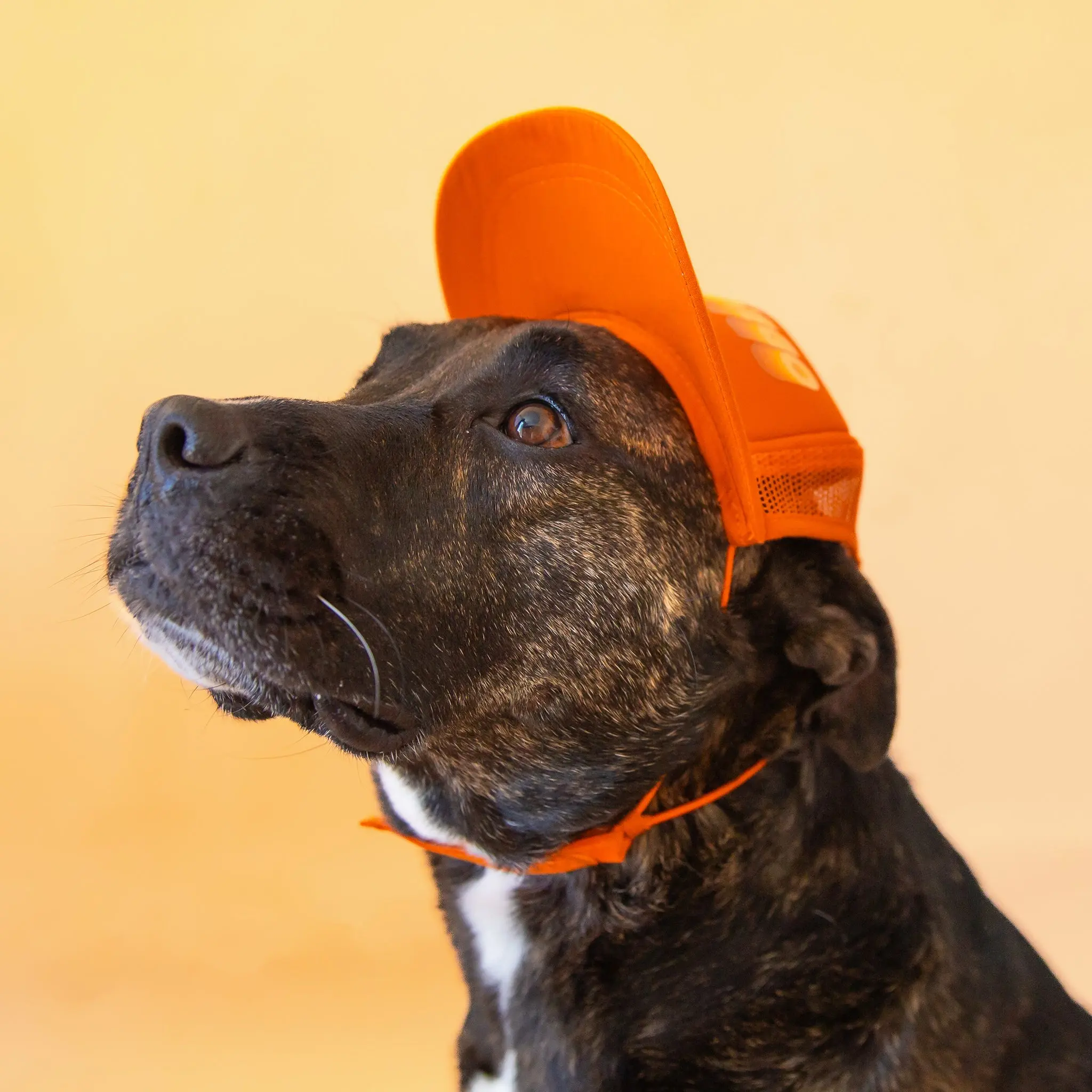 Puplid | San Diego | Orange