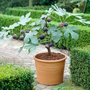300+ Turkish Brown Fig Tree Seeds 300 Pcs Seeds Growing Sweet and Edible Limited Supply Order Now