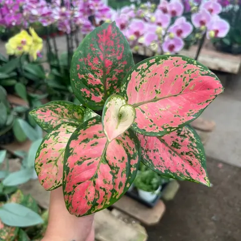 4” Aglaonema Lady Valentine