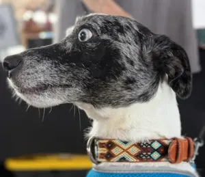 Tybee Collar